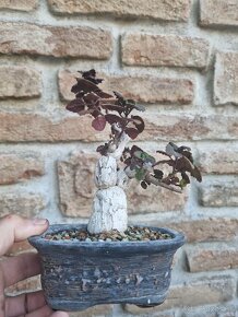 Plectranthus ernestii sukulentny bonsai - 3