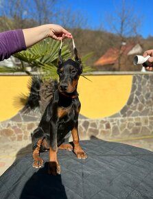 DOBERMAN FENKA S FCI P.P - 3