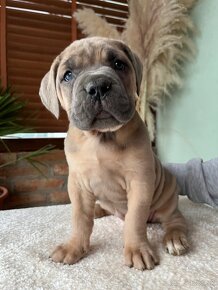 Cane Corso - 3