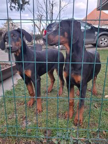 Šťeniatka Doberman - 3