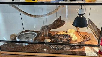 Python Regius - terarium + had - 3