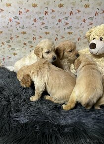 Zlatý retriever/ Golden retriever - 3