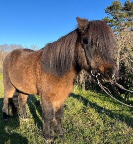 Pony kobylka pre deti - 3