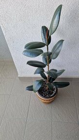 Ficus Elastica var. «Čierny princ» / Fikus / Gumovník - 3