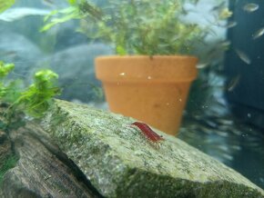 Neocaridina davidi - 3