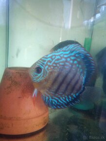 Discus Rio Nhamundá F2 - 3