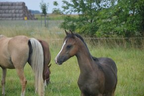 Welsh pony sekce B - 3