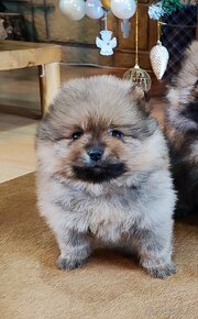 Predám fenku - nemecký špic/pomeranian - 3