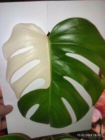 Monstera Albo Variegata odrezky rastliny - 3