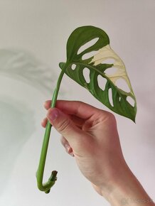 Monstera adansonii albo - 3