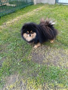 Pomeranian fenka - 3