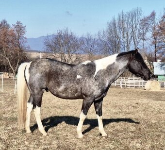 APH APHA PAINT HORSE ŽREBEC pripúšťanie - 3