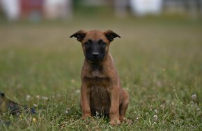 Belgický ovčiak Malinois s PP - IHNEĎ k odberu - 3