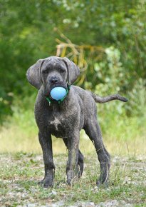 Cane corso p s PP / FCI/ - 3