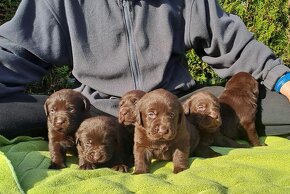 Labrador šteniatka čokoládové s rodokmeňom - 3