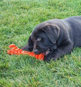 Labrador šteniatka čokoládové s rodokmeňom - 3