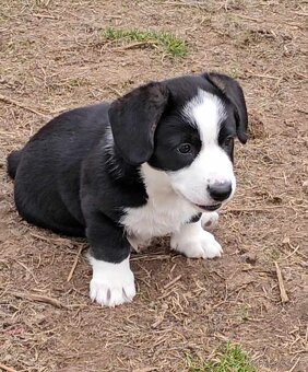 Prodám dvě fenky Welsh Corgi Cardigan, štěňata s PP - 3