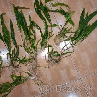 Predám krásne rastlinky do akvária Cryptocoryne balansae - 3