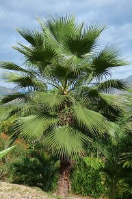 Washingtonia robusta - 3