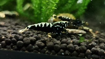 Krevetky caridina - 3