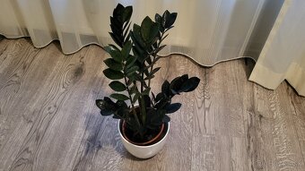 Zamioculcas Dowon (čierny) - 3