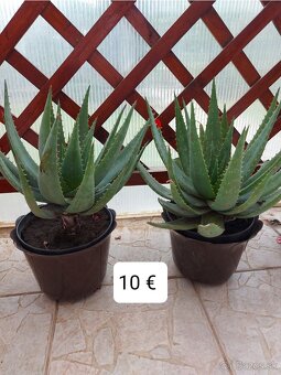 Rastliny aloe vera - 3