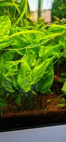 Cryptocoryne - 3