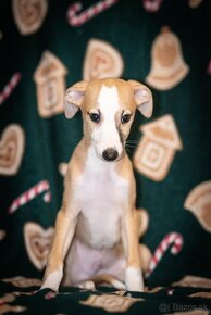 Whippet, vipet - 3