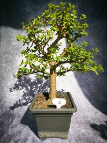 Bonsai sukulent Portulacaria afra - 3