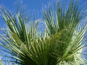 Washingtonia filifera - 3