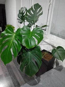 Monstera - 3