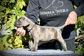 Šteniatka Cane Corso FCI - 3