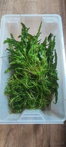 Rastliny  Microsorum pteropus1ks a egeria densa - 3