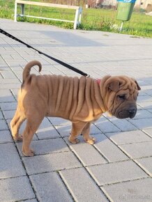 Shar-pei - 3