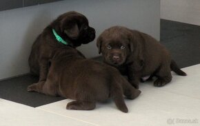 Labrador retriever čokoládové šteniatka s PP - 3