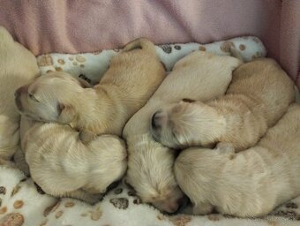 Zlatý retriever, Golden retriever - 3