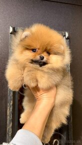 Pomeranian mini Orange - 3