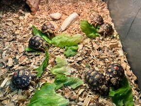 Korytnačka leopardia - Stigmochelys pardalis - 3