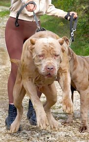 BANDOG - 3