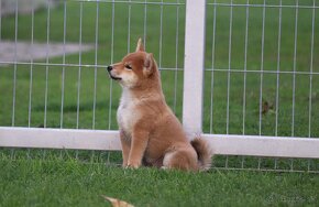 Shiba inu s PP - 3