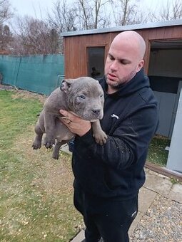 J&K bullys "ponúkame na predaj American bully pocket - 3