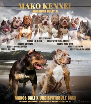 American bully - 3