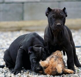 Bandog šteniatka - 3