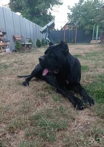 Cane Corso - 3