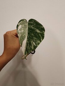 Monstera albo variegata - 3