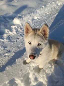 Sibírsky husky - 3