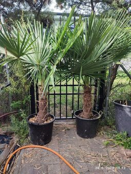 Mrazuvzdorne palmy - trachycarpus fortunei - 3