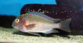 Tropheus caramba red bishop, moliro , polli , maswa , bemba - 3