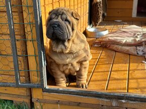 Šteniatka Sharpei, sarpej, sarpei - 3