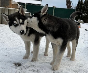 Predam šteniatka Sibírsky Husky - 3